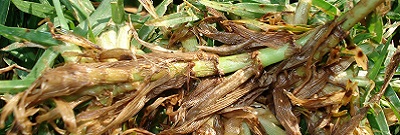 Helminthosporium Disease in Turf | Syngenta AU Guide