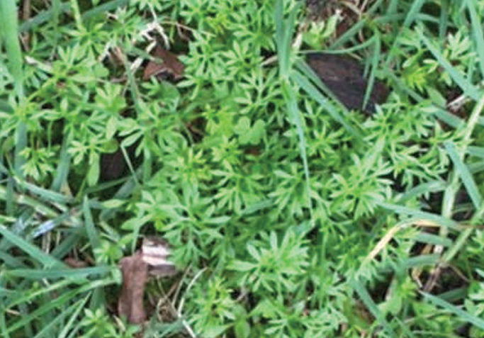 Bindii Control in Turf | Effective Broadleaf Weed Solutions | Syngenta AU
