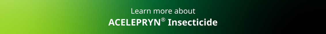 Acelepryn Insecticide - learn more