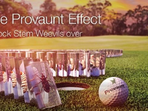 The PROVAUNT Effect