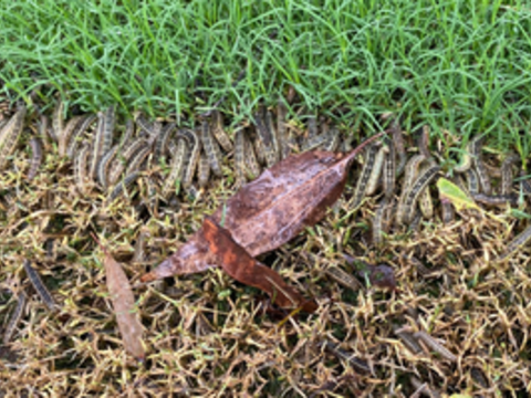 Lawn Armyworm damage in a line