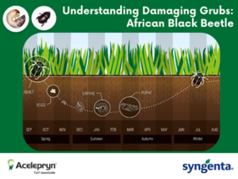 Understanding Damaging Grubs: African Black Beetle