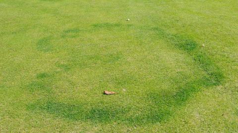 Fairy Ring Type II - image from UK. 