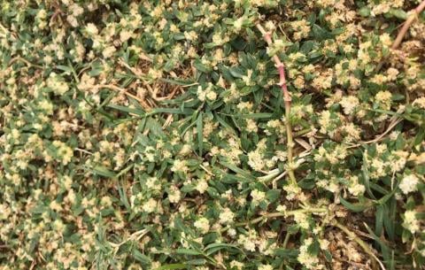 Broadleaf Weeds
