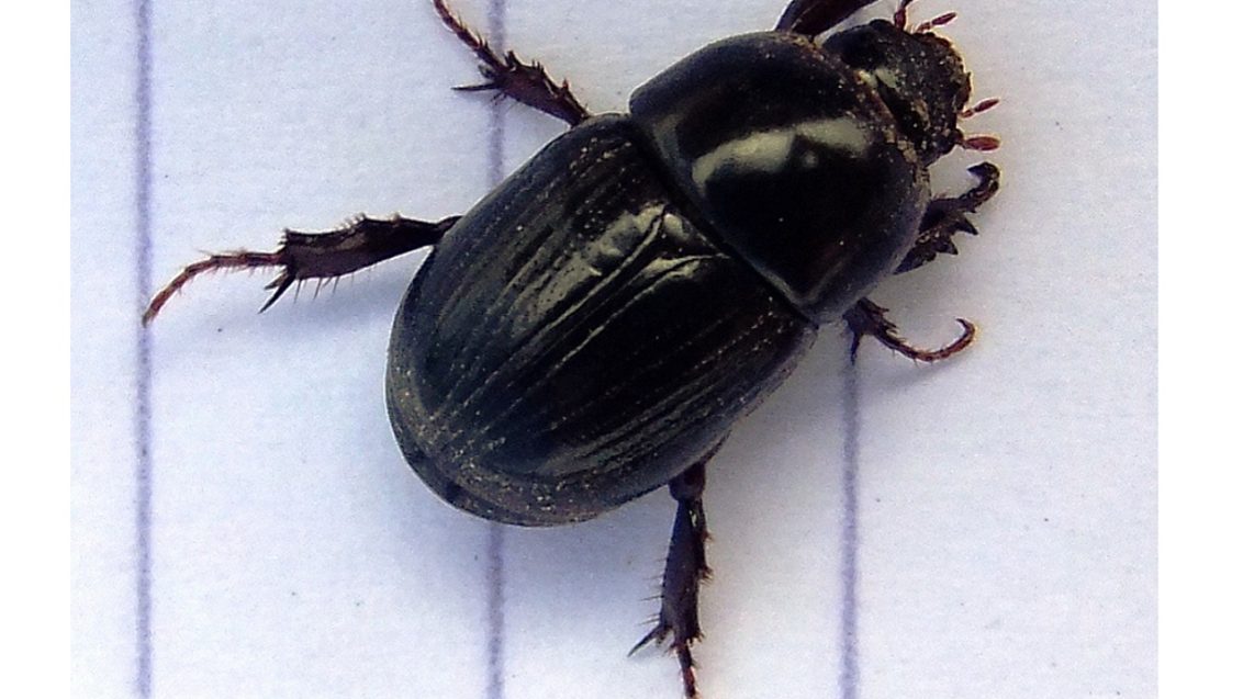 Adult Black Beetle