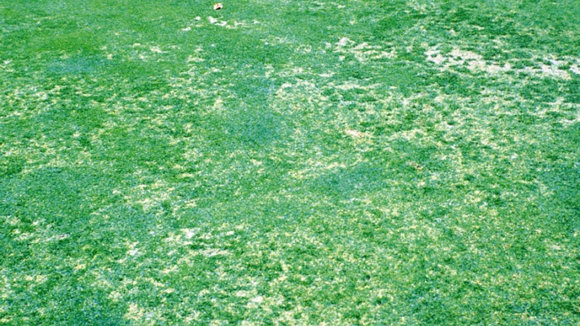 Anthracnose