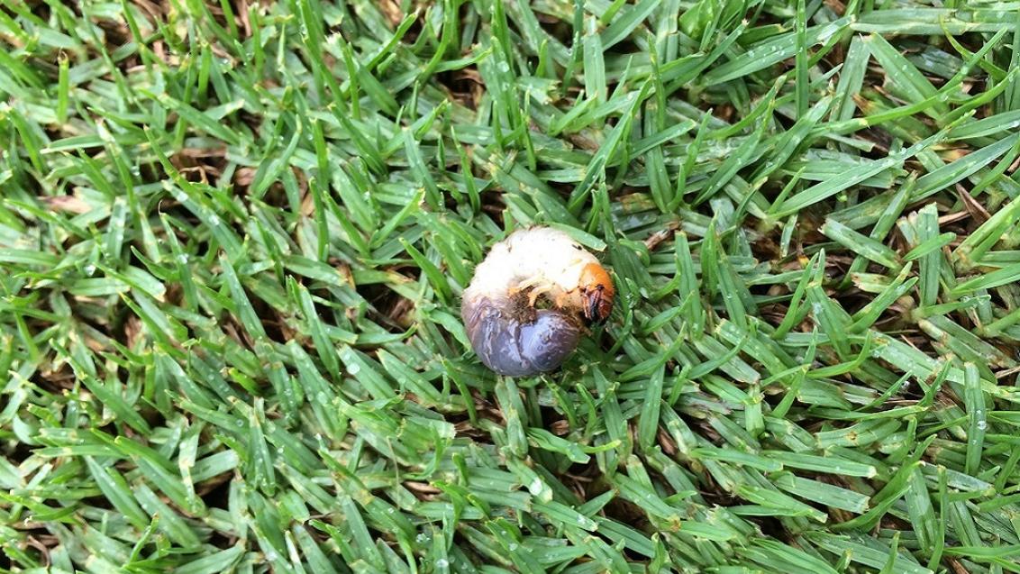 Argentinian Scarab larvae