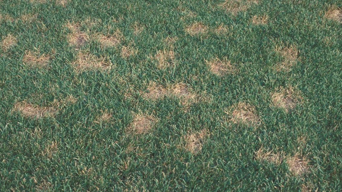 Dollar Spot