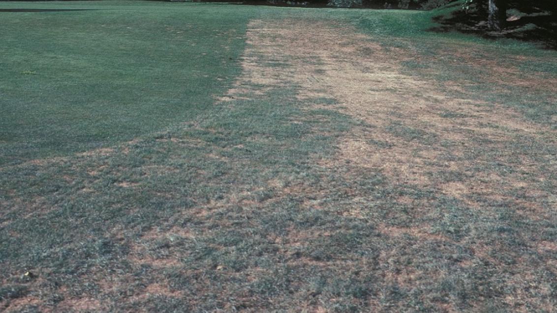 Grey Leaf Spot