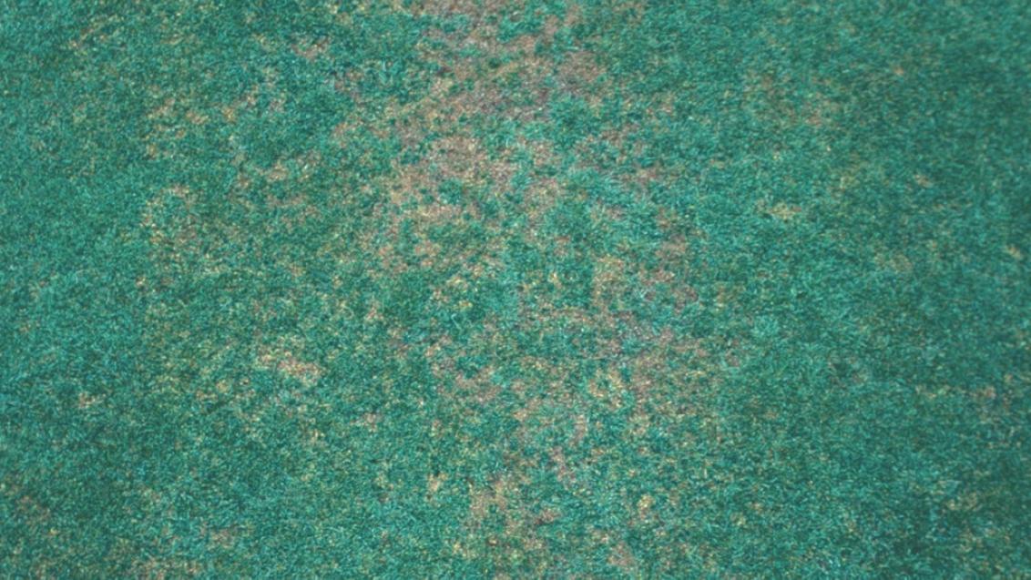 Anthracnose