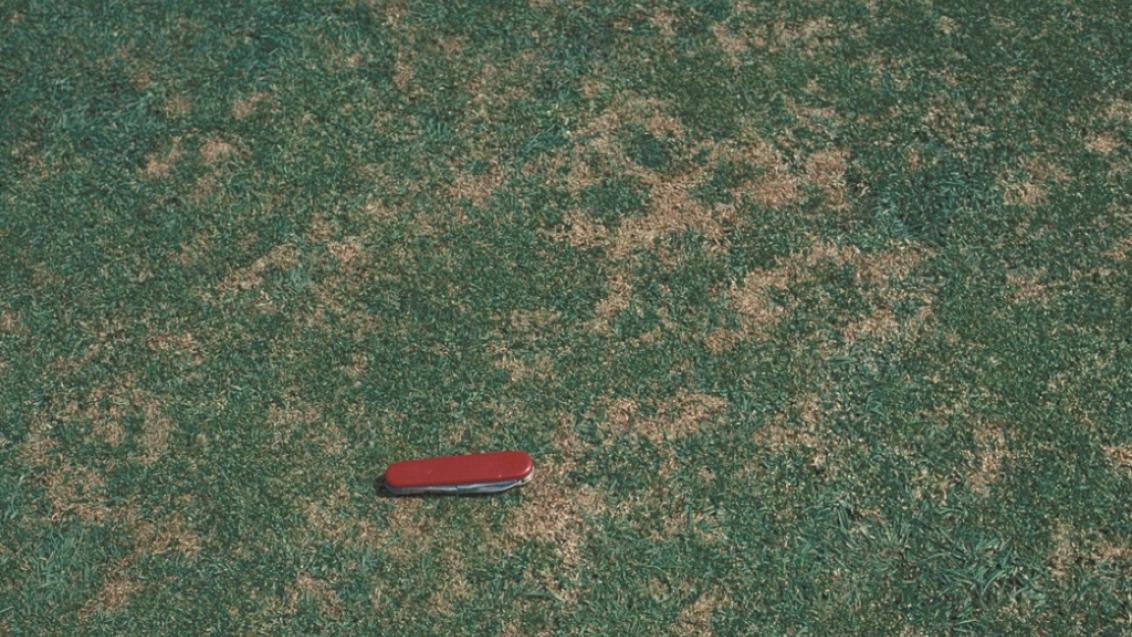 Anthracnose