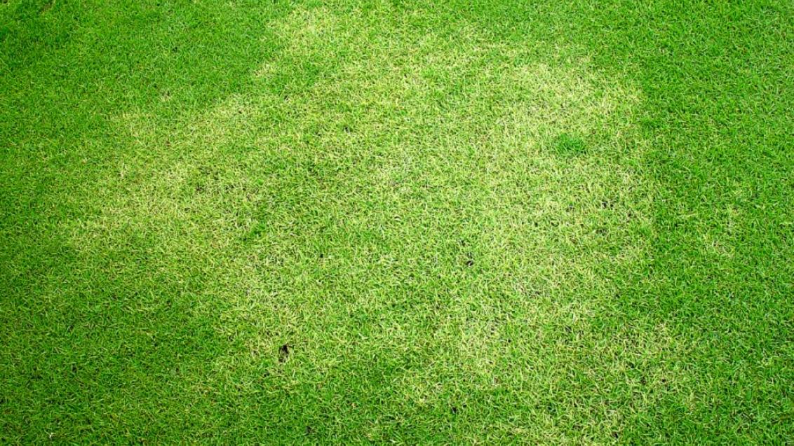Couchgrass Decline