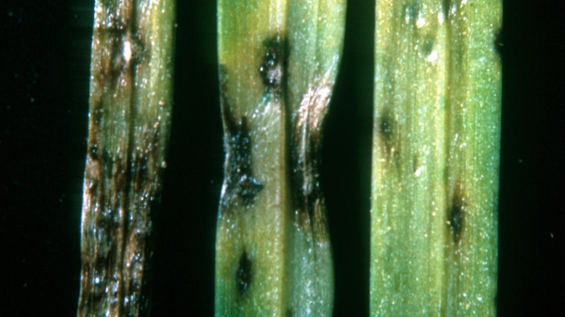 Grey Leaf Spot