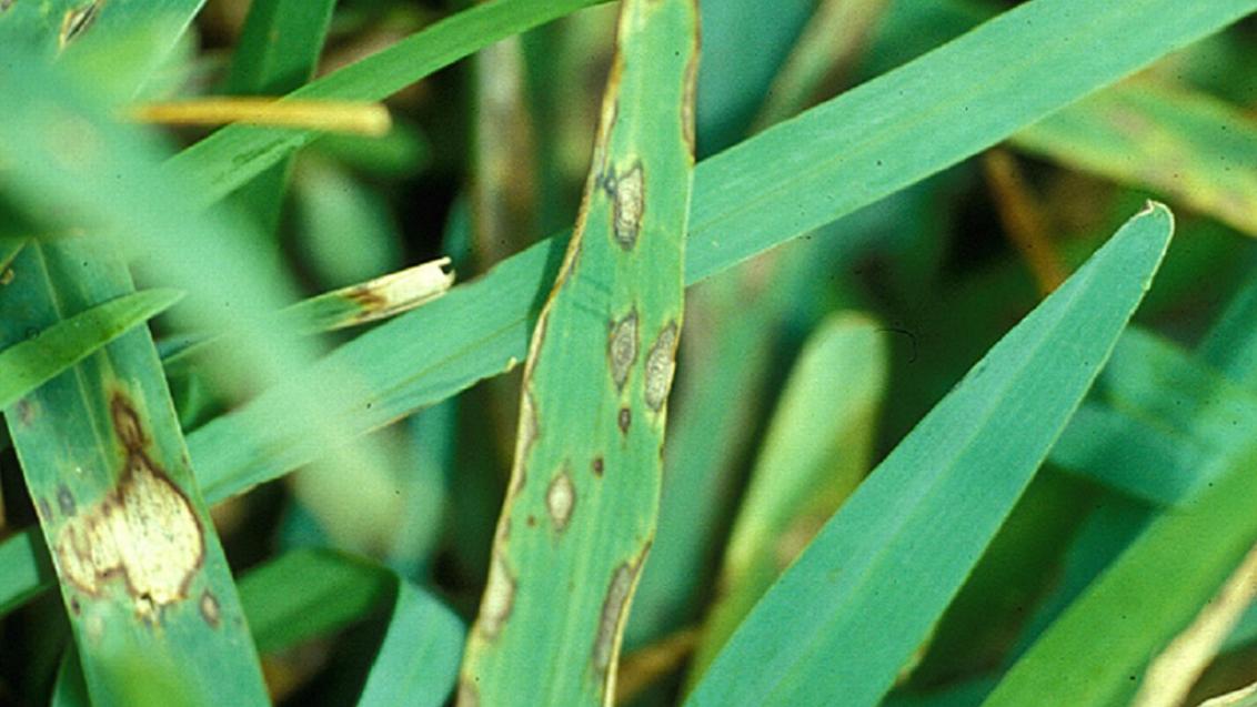 Grey Leaf Spot