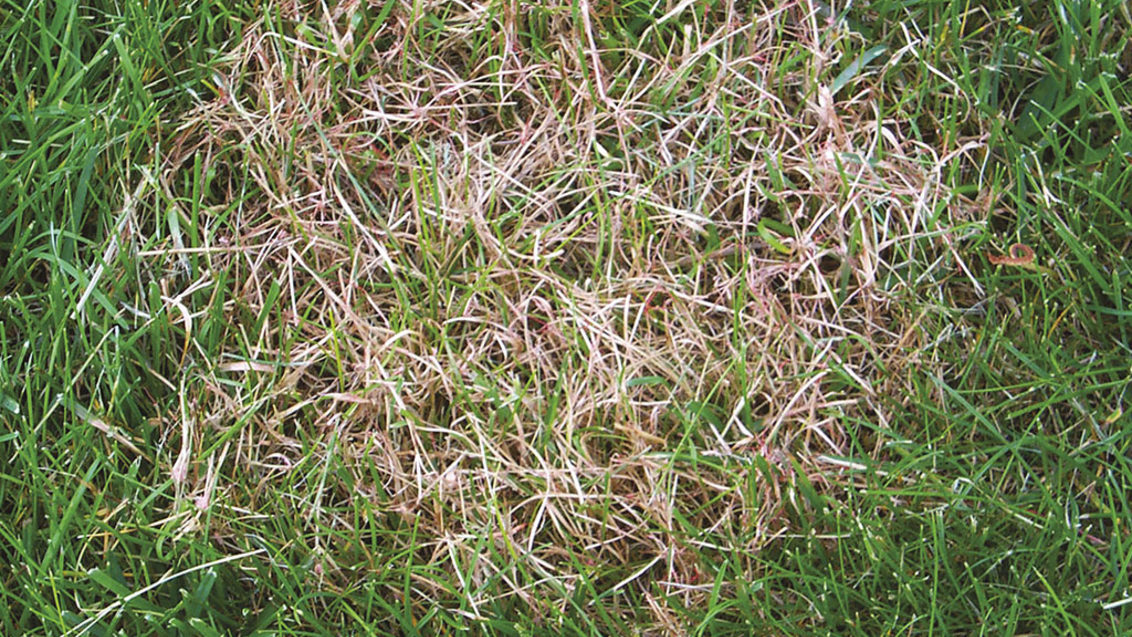 What Is Red Thread?, Weed and Disease Identification Tips