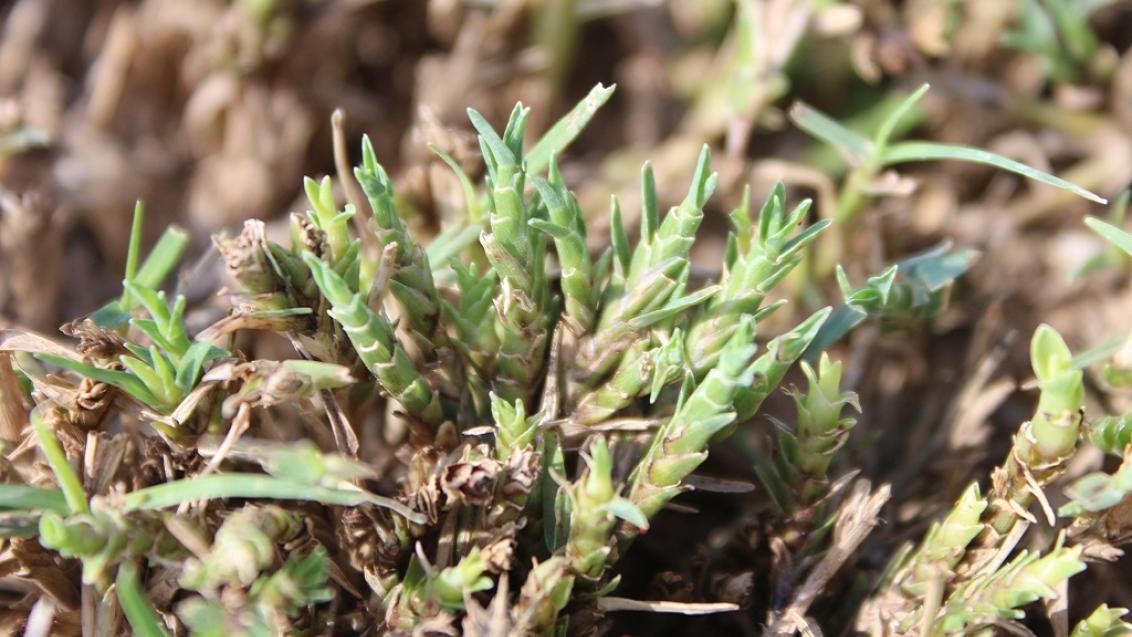 Couchgrass Mite damage 
