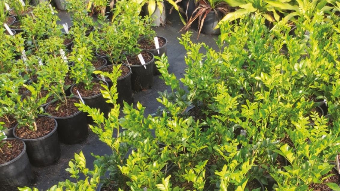 Nursery pots