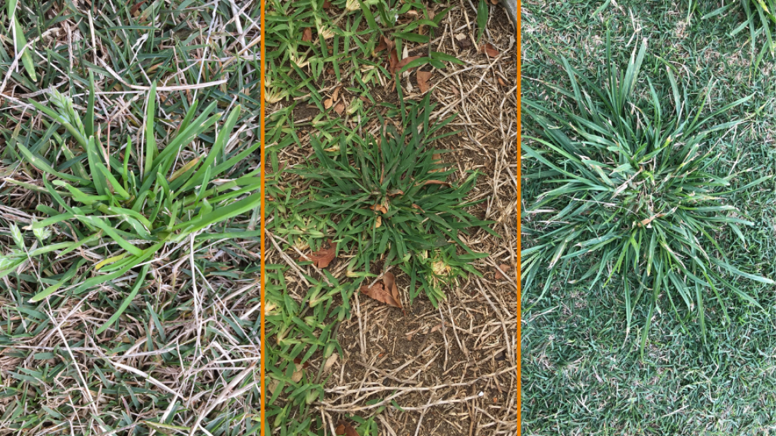 Winter weeds: poa summergrass crowsfoot
