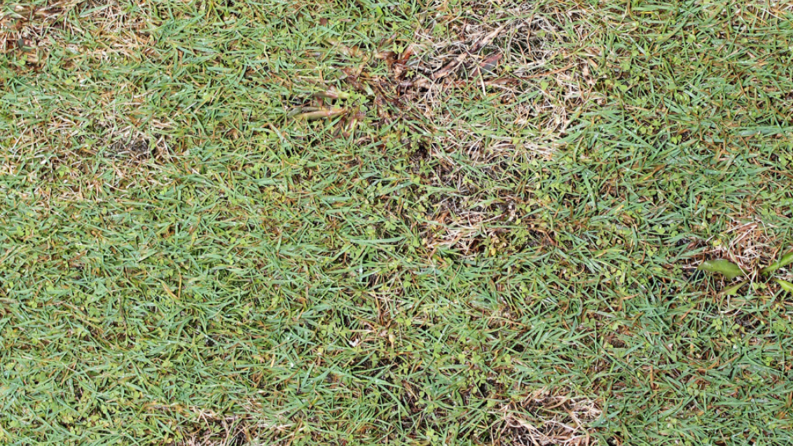 Dollar Spot (c) Syngenta