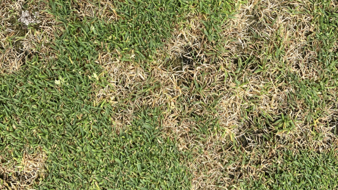 Dollar Spot (c) Syngenta