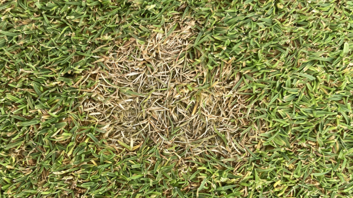Dollar Spot (c) Syngenta