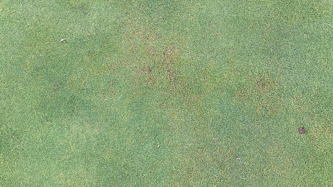 Anthracnose in a Poa-Bent Green 
