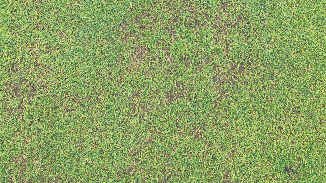 Anthracnose in a Poa-Bent Green 