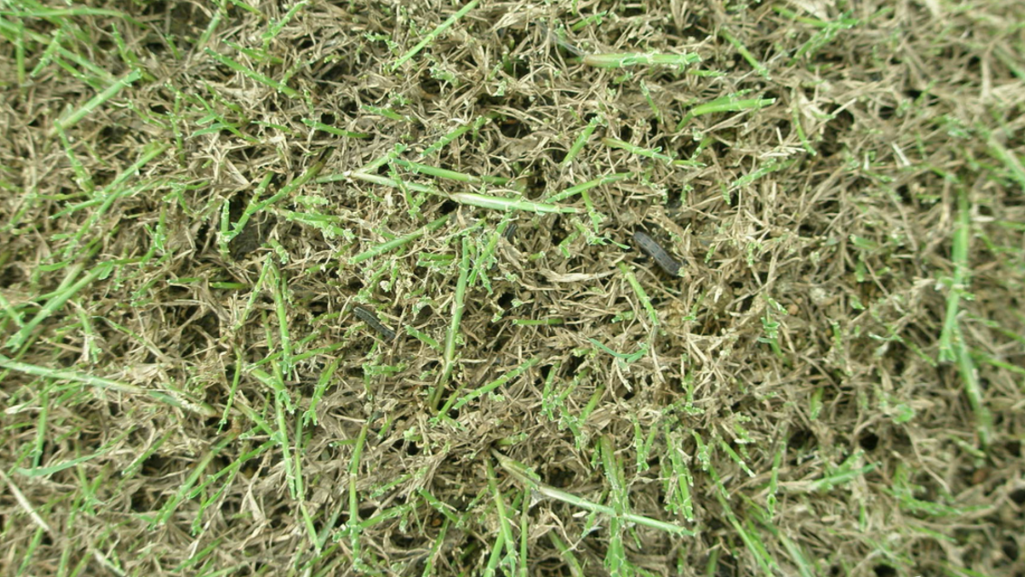Lawn armyworms amongst damaged turf