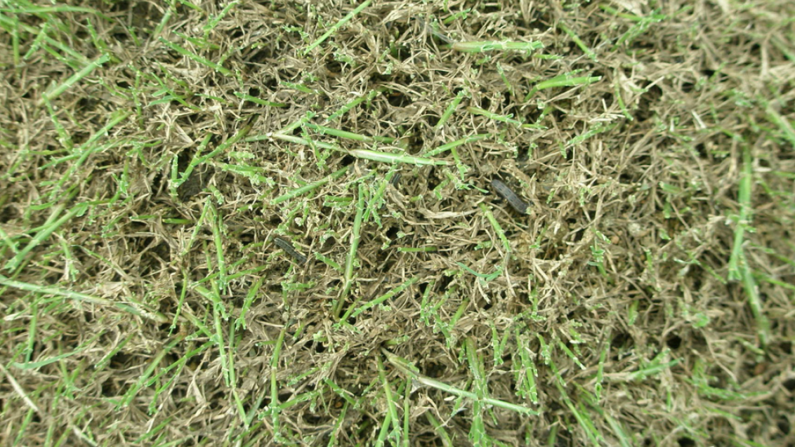 Lawn armyworms amongst damaged turf