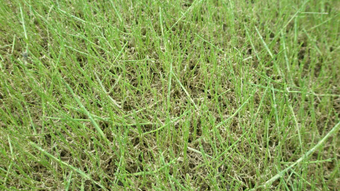 Damage from Lawn armyworms - close up