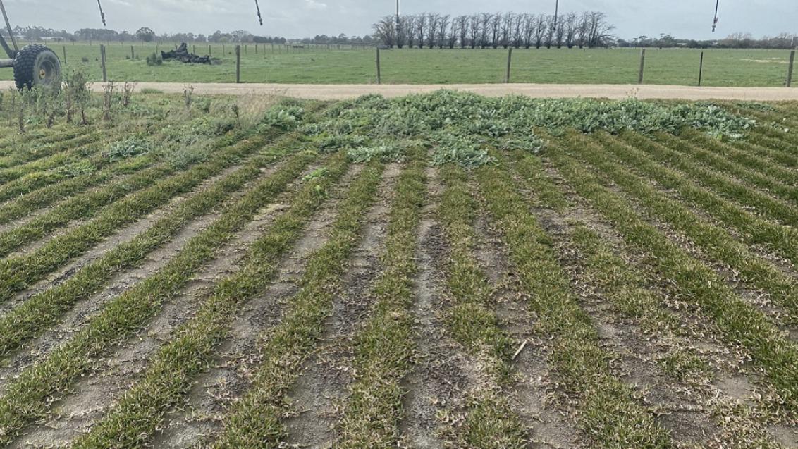 Turf Farm Weeds - Pennmag article