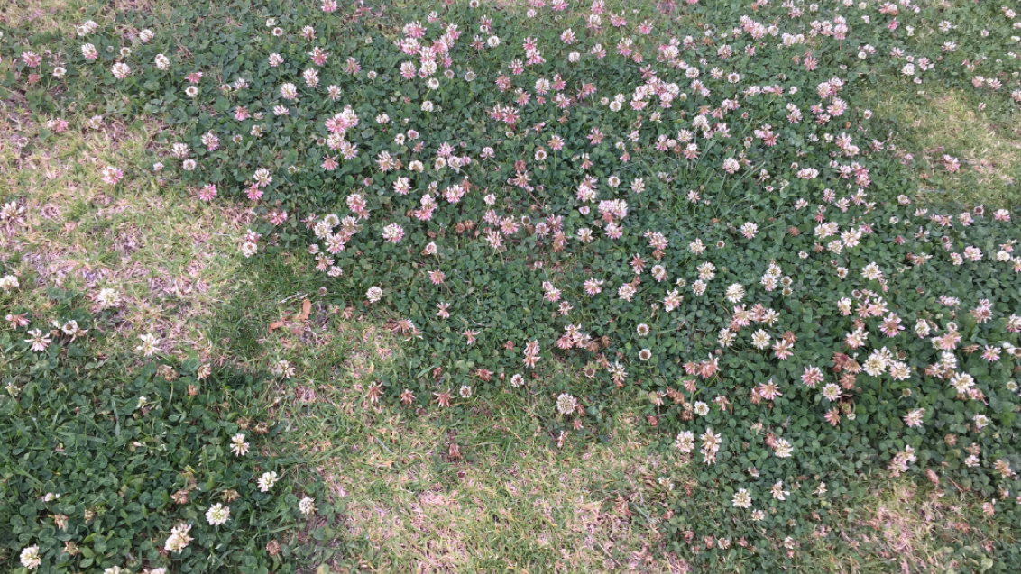 Clover