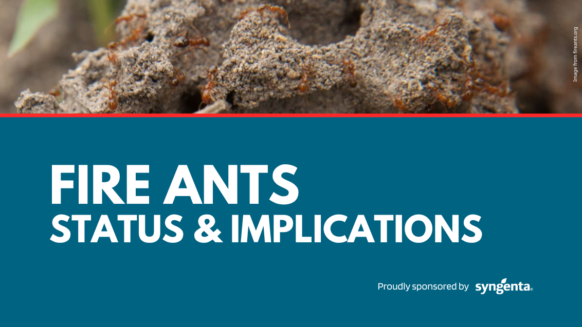 Fire Ants