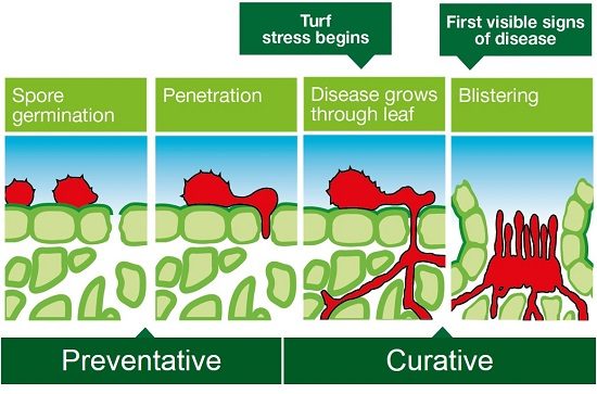Preventative_Curative Fungicide