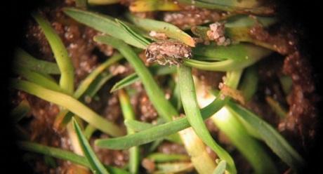 Stem Weevil