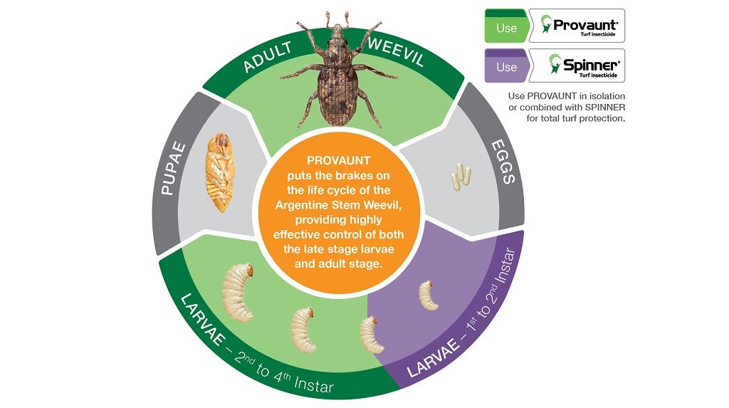 PROVAUNT & SPINNER in the Life Cycle of the Argentine Stem Weevil. © Syngenta 2019.