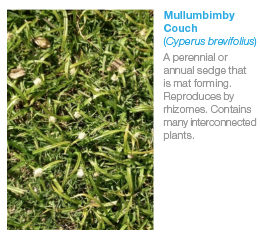 Mullumbimby Couch (Cyperus brevifolius)