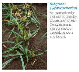 Nutgrass (Cyperus rotundus)