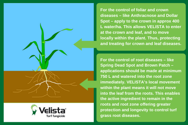 VELISTA product placement on plant