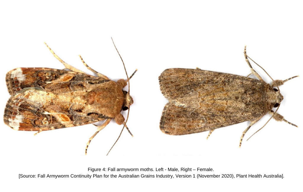 Fall armyworm moths. Left - Male, Right – Female