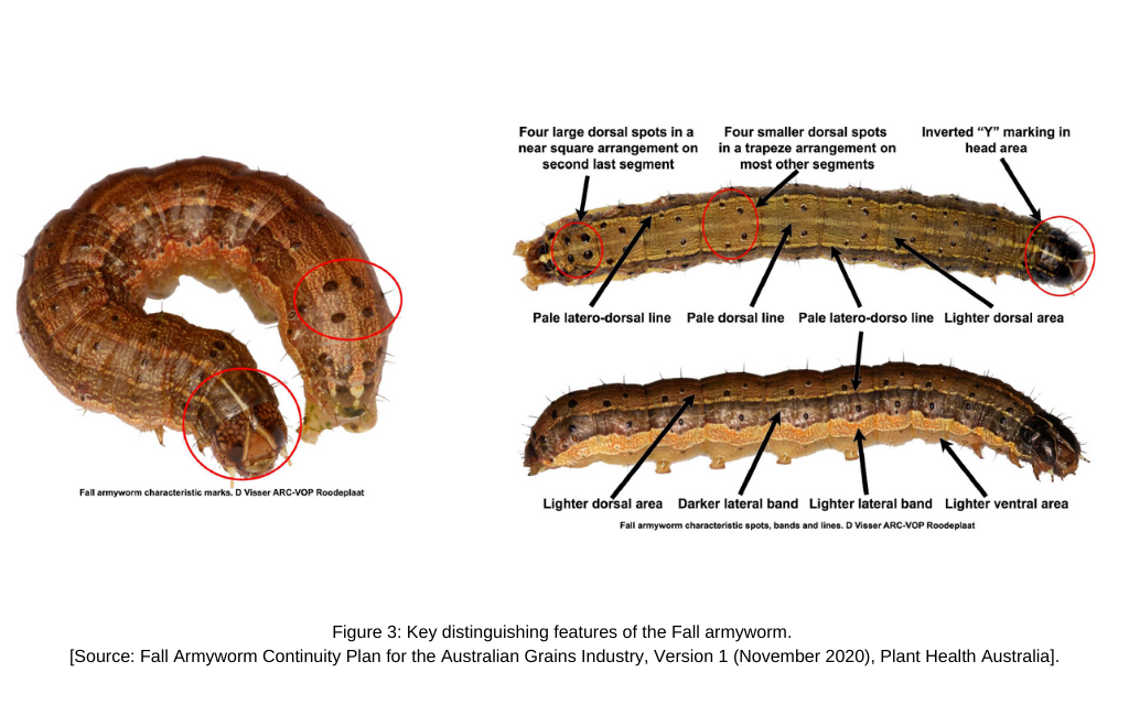 Key distinguishing features of the Fall armyworm