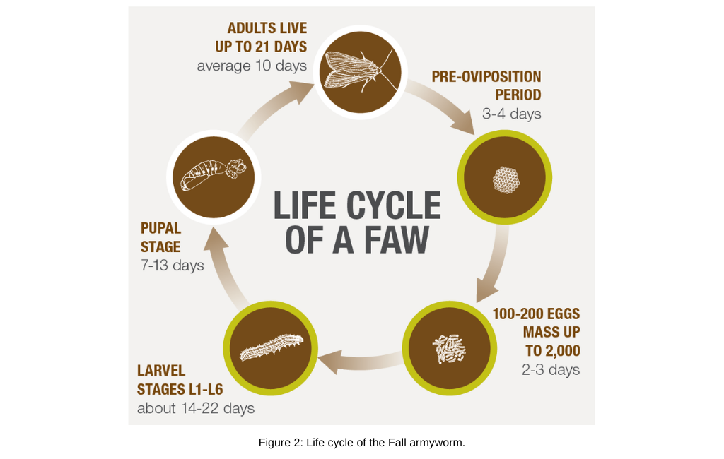 Lifecycle of the Fall armyworm