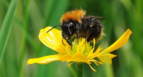 Operation Pollinator Bee on yellow flower