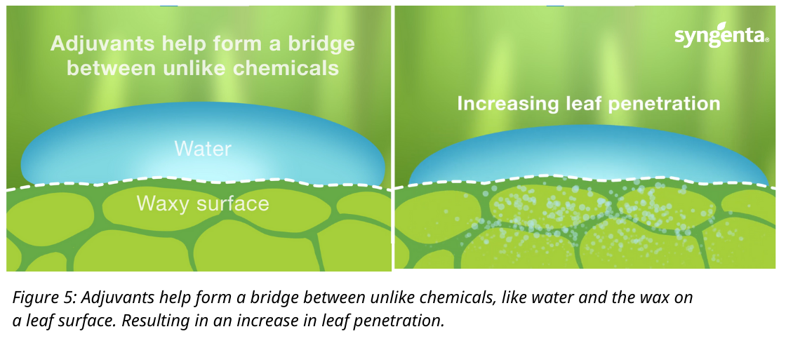 Surfactants Increasing Leaf Penetration Diagram