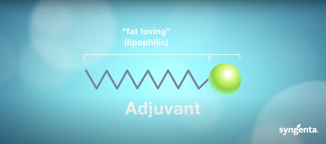 Surfactants Lipophilic Adjuvant Diagram