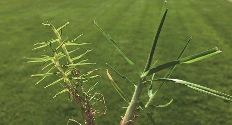 Mite affected kikuyu turfgrass vs healthy kikuyu turfgrass