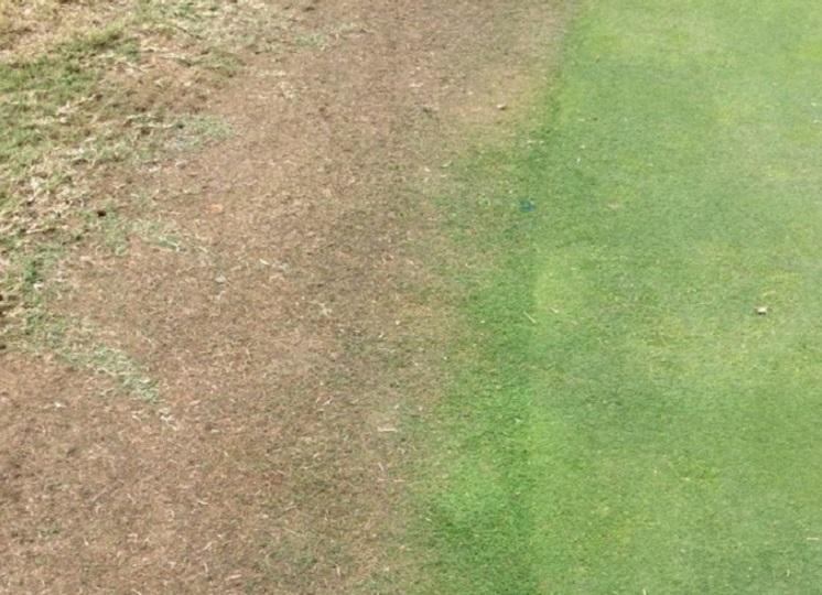 Spinner damage Bentgrass