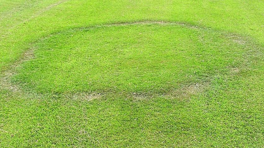 Turf Restriction Ring Fairy Ring Disease | Syngenta Turf & Landscape