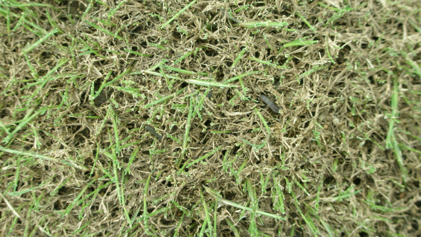Turf Worms https://www.syngentaturf.com.au/insect-pest/lawn-armyworm