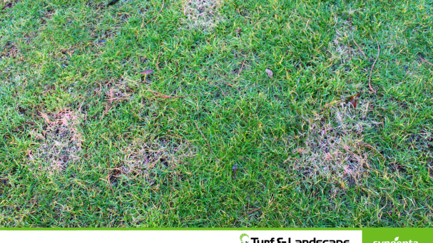 Winning the battle against Spring Dead Spot | Syngenta Turf & Landscape
